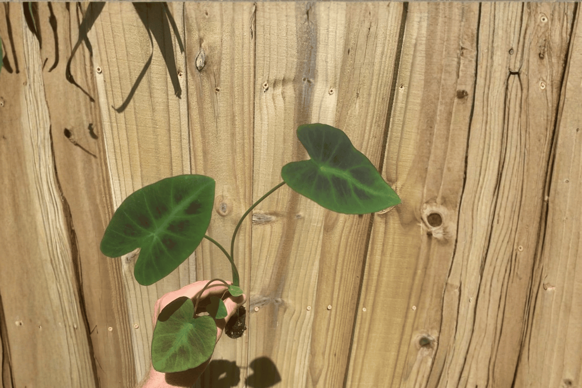 Colocasia Coal Miner 2 Live Starter Plants – Colocasia ‘Coal Miner’