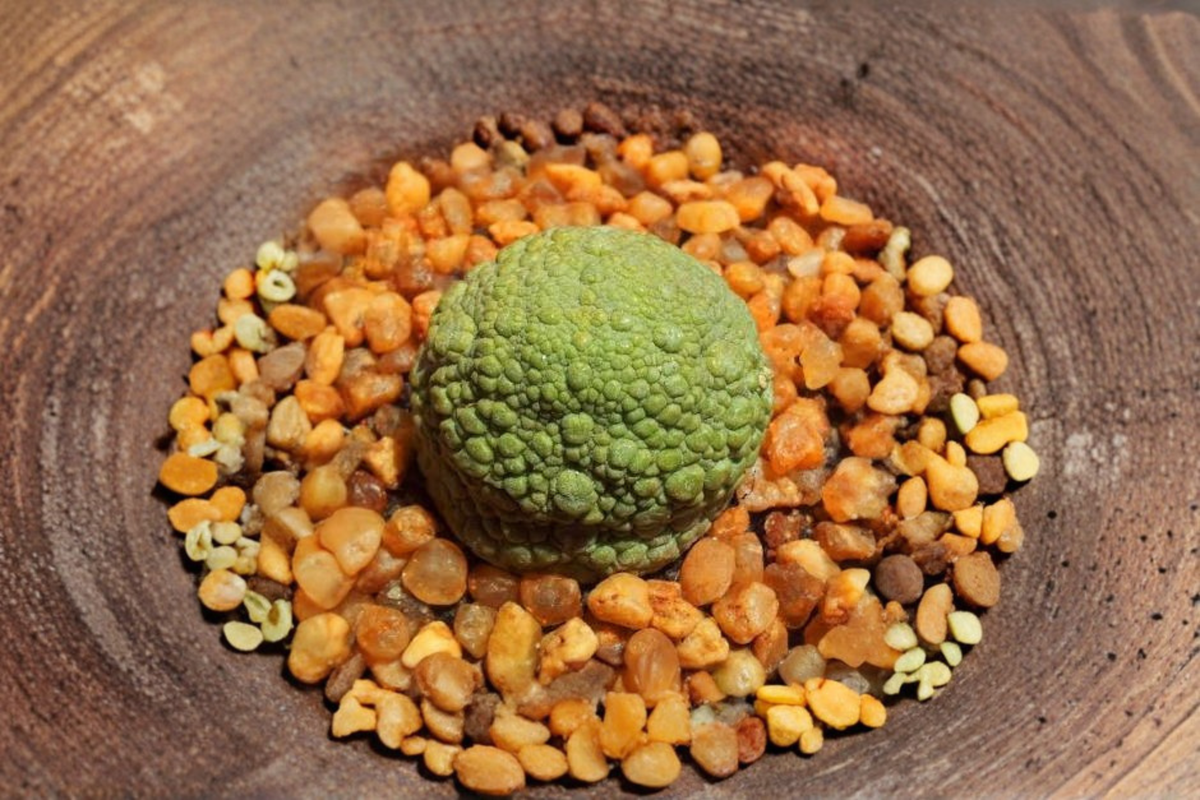 Pseudolithos migiurtinus Live Seedling 1-Inch Seed Grown Rare Succulent