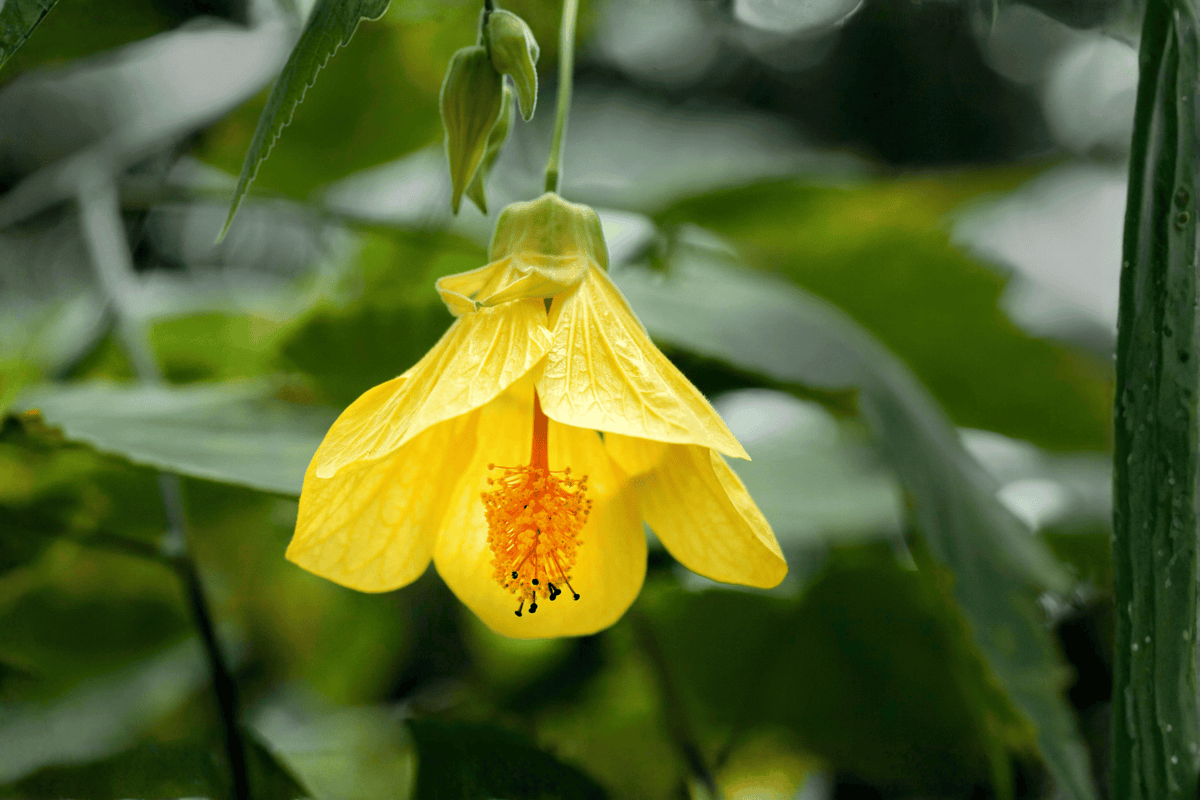 Lucky Lantern Yellow Flowering Maple 1 Live Plant – 4-Inch Pot – Abutilon ‘Lucky Lantern Yellow’