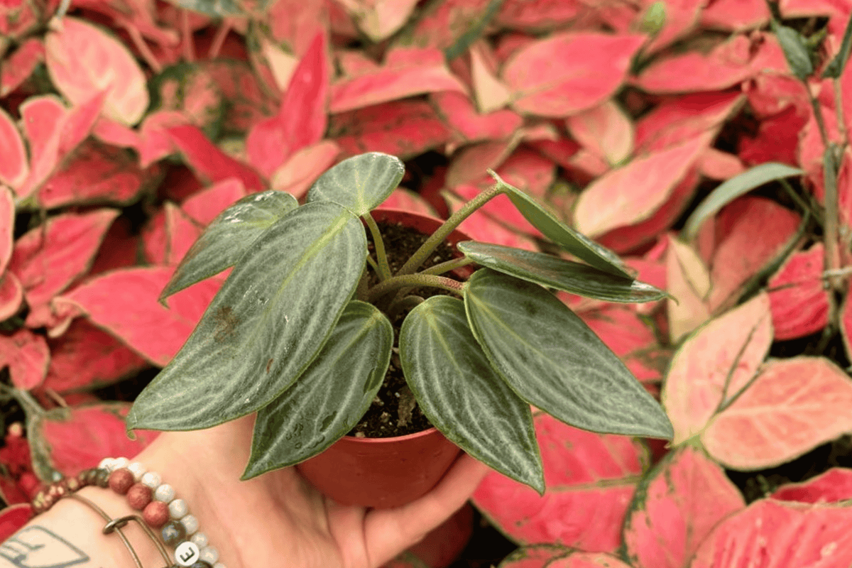 Peperomia Maculosa 2 Exact Live Plants – Peperomia maculosa 4” Size Bare Root