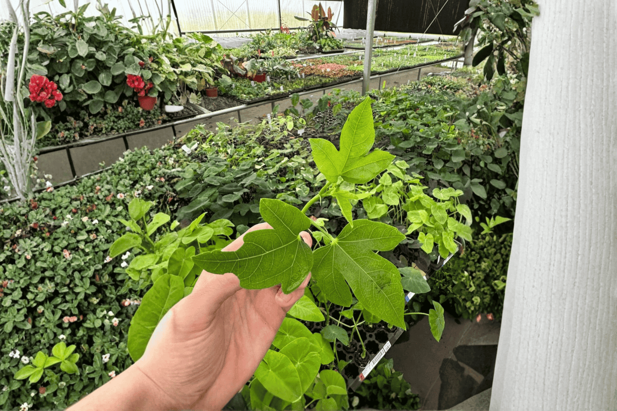 2 Thunder Egg Hibiscus Starter Plants – Live Hibiscus Bare Root