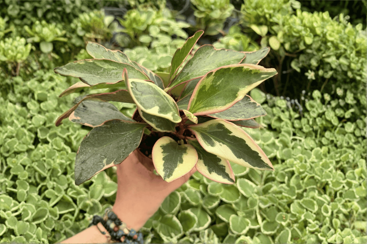 Peperomia Ginny 2 Exact Live Plants – 4-Inch Pots – Peperomia clusiifolia