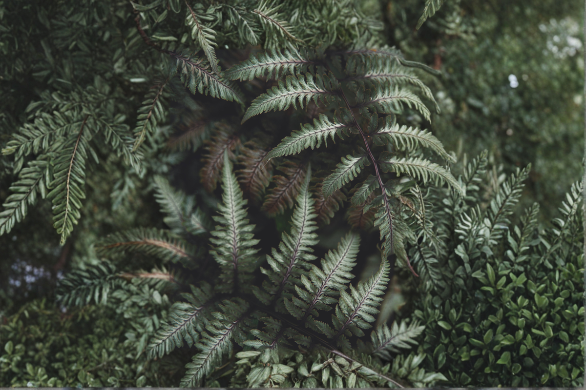 Japanese Painted Fern Live Plants 3 Rooted Starters in 1 Qt Pots Athyrium Niponicum Shade Garden Fern
