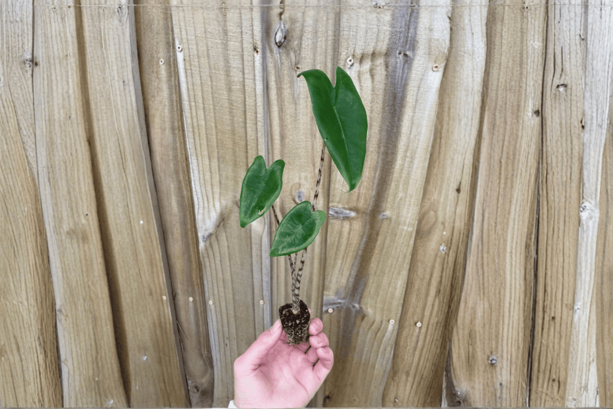 Alocasia zebrina 2 Live Starter Plants – Soil Pods