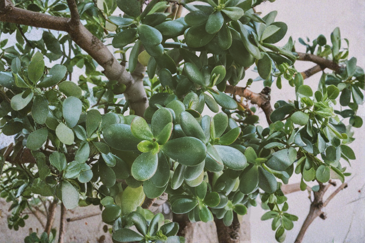 Crassula Ovata Jade Plant Live Cuttings 2–3 Inches Tall – Crassula ovata