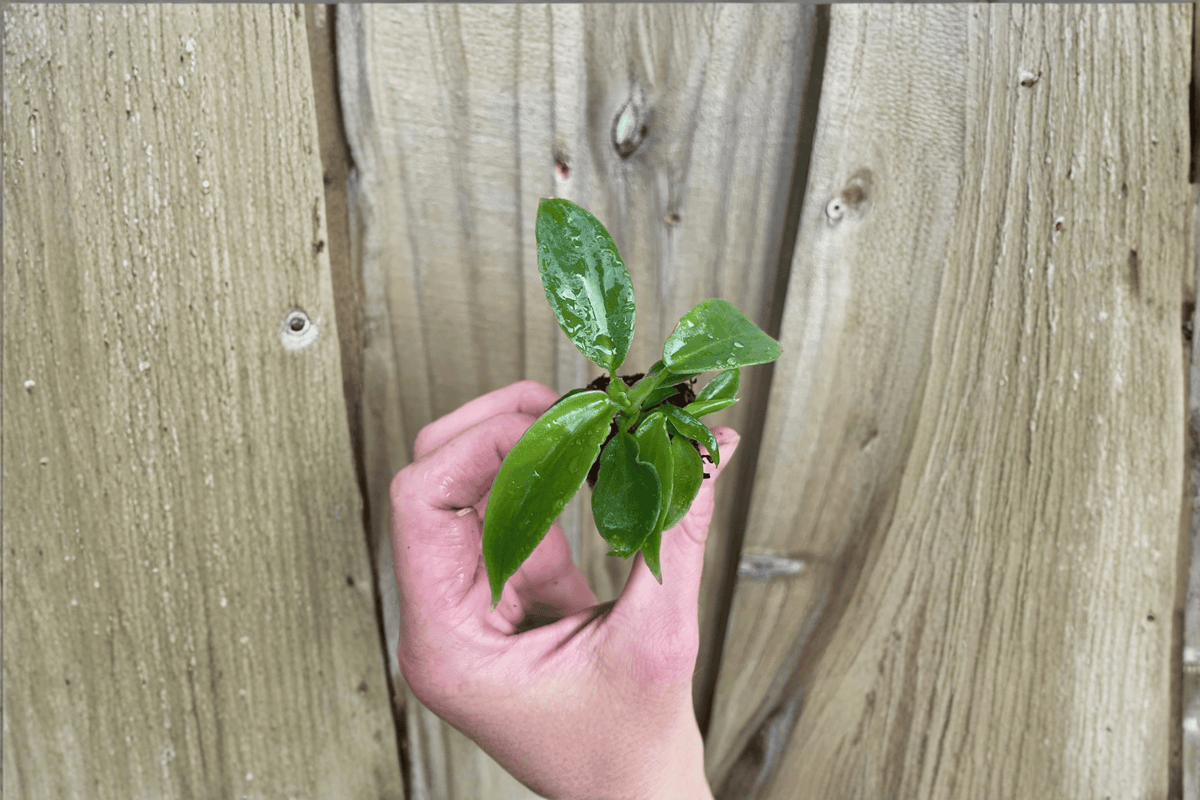 2 Philodendron squamiferum Starter Plants – Bare Root – Live Philodendron