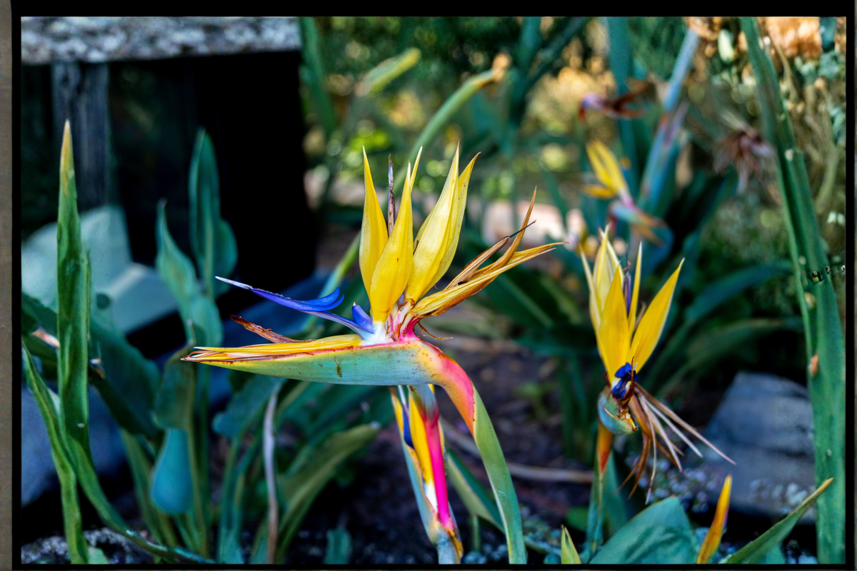 2 Orange Bird of Paradise Live Plants – Strelitzia reginae
