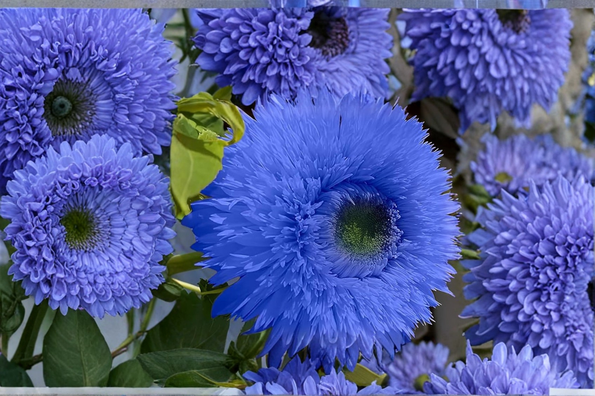 Blue Sunflower Seeds - Rare Ornamental Flower Pack for Garden, Borders, Containers - Helianthus annuus