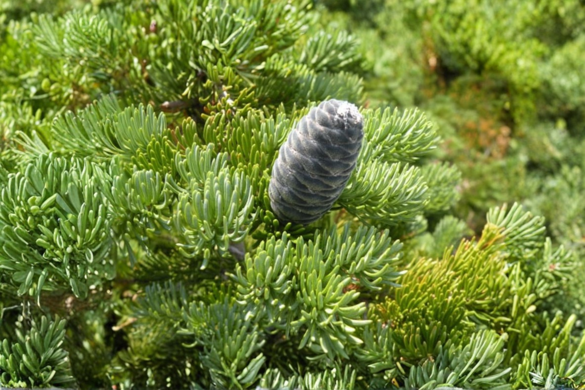 Subalpine Fir Live Plant 1 Gallon Pot Abies lasiocarpa Evergreen Conifer Tree for Landscaping