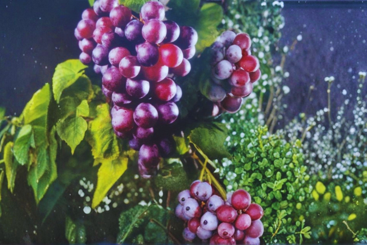 Black Southland Muscadine Grape Vine 3 Gal Live Plant, Climbing Fruit Vine for Garden Trellis, Vitis rotundifolia