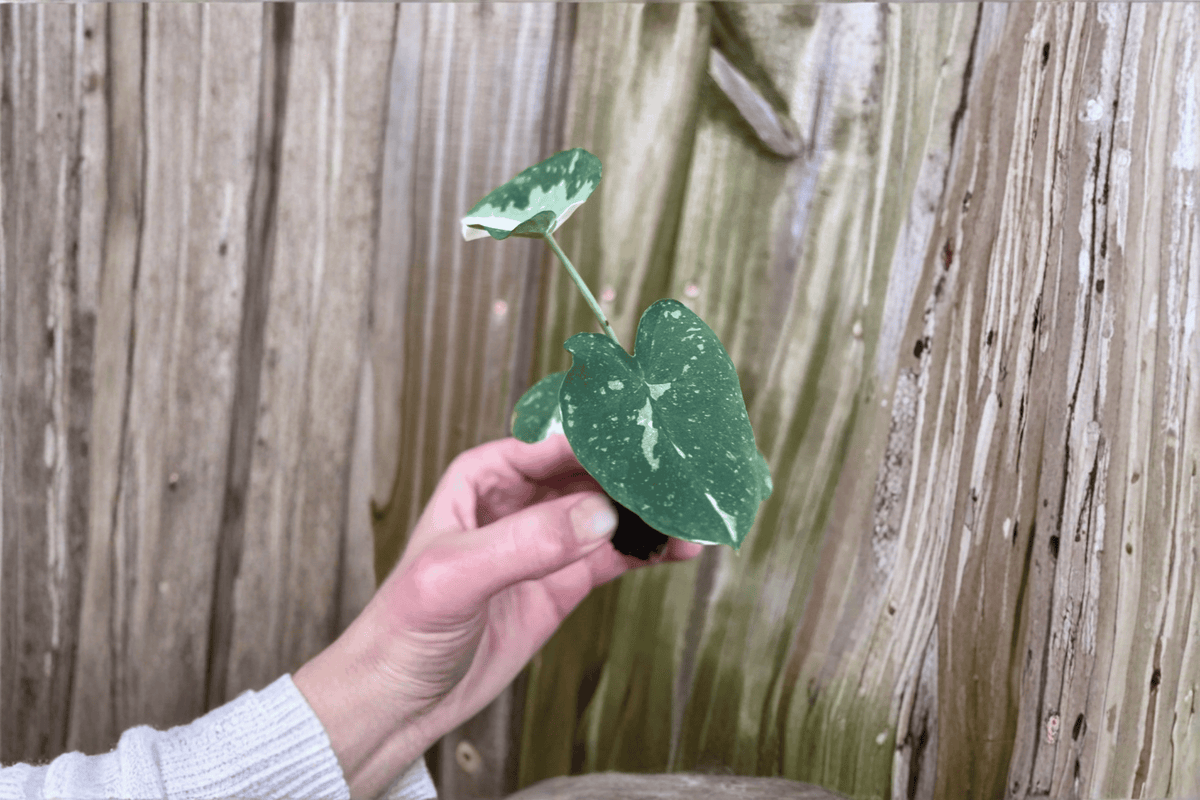 Colocasia ‘Milky Way’ Ele Paio 2 Live Starter Plants