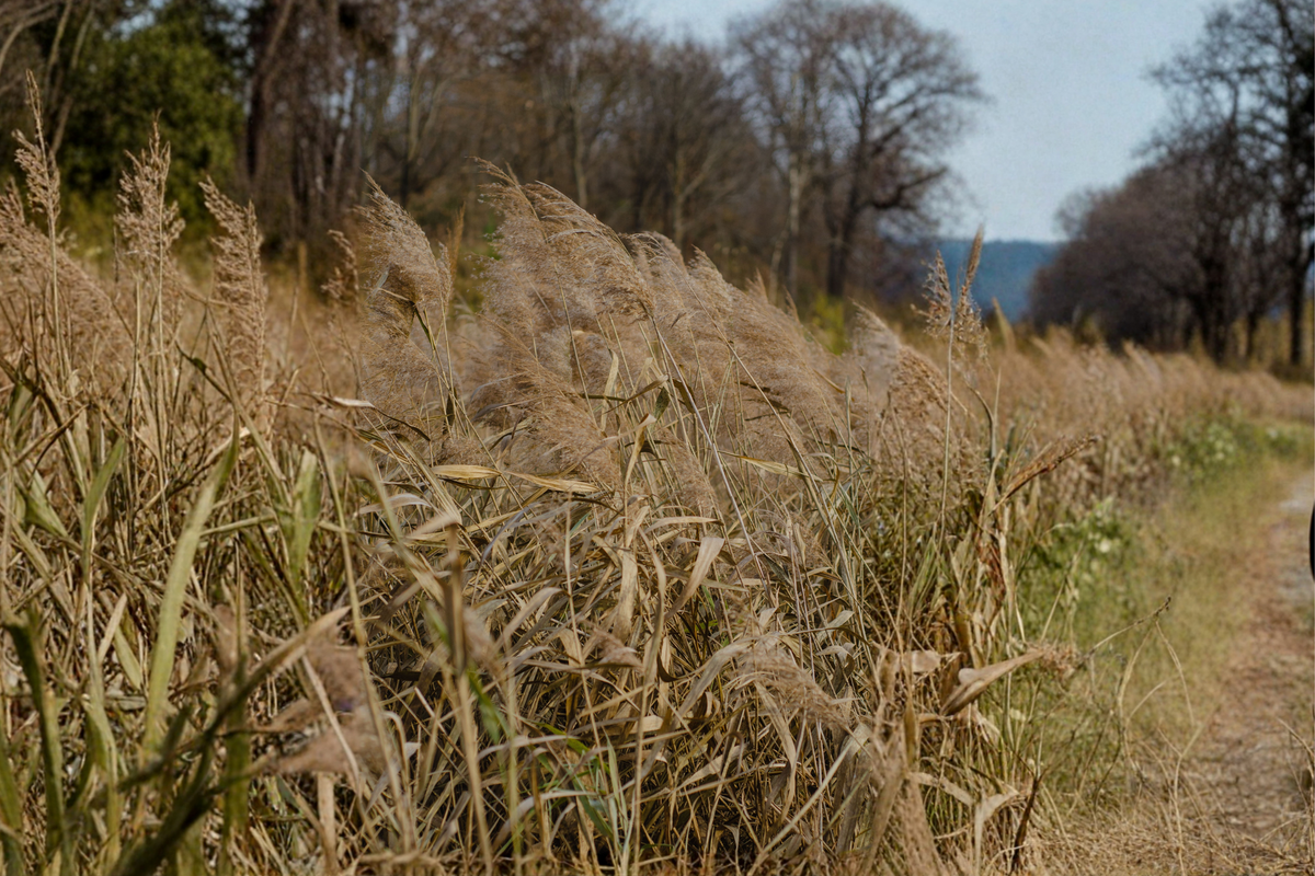 Karl Foerster Feather Reed Grass Live Plant 1–2 Feet Tall – Calamagrostis × acutiflora 'Karl Foerster'