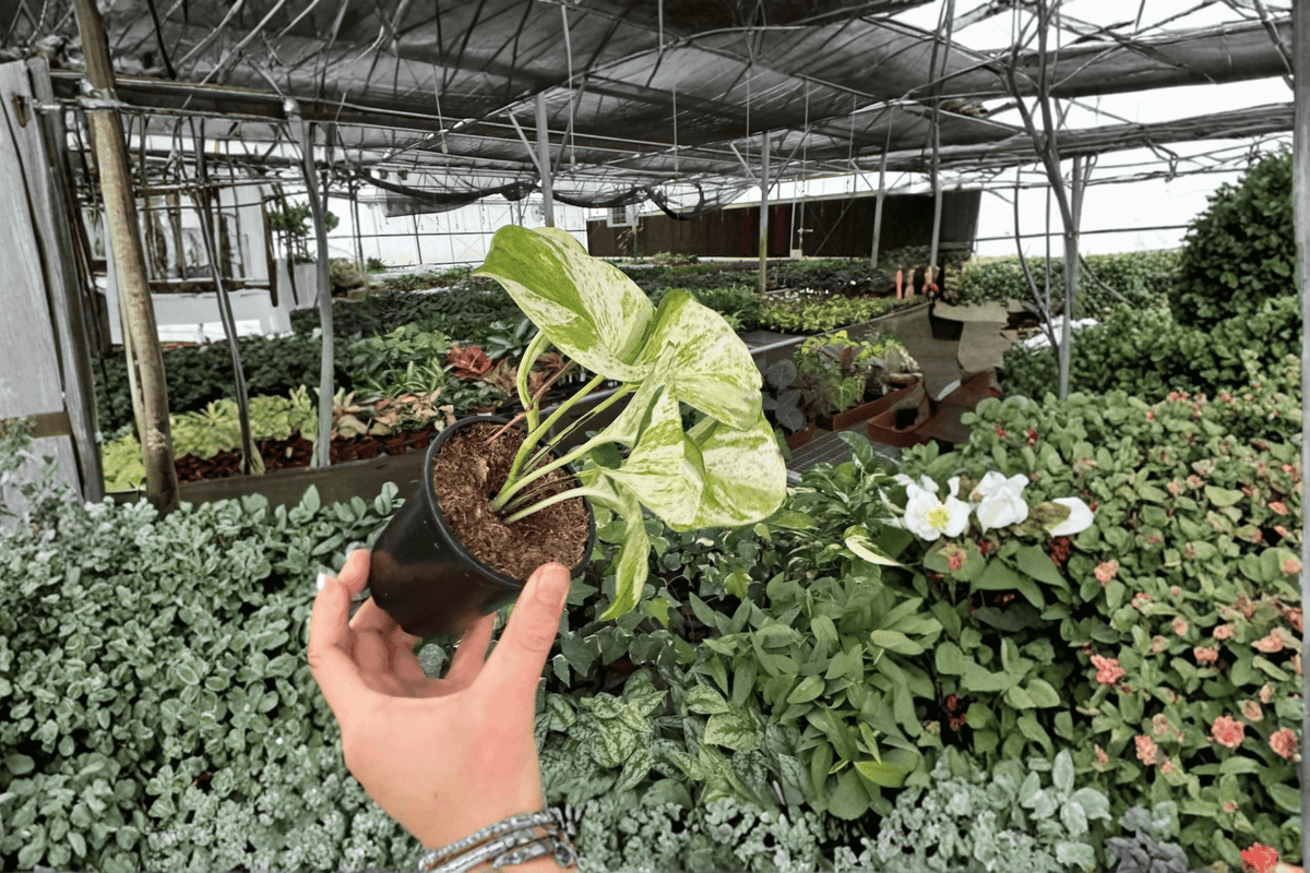 2 Manjula Pothos 4-Inch Plants – Bare Root – Epipremnum aureum 'Manjula'