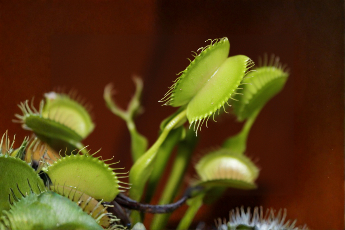 Giant Trap Venus Flytrap Live Plant – 2-Inch Pot (Dionaea muscipula)