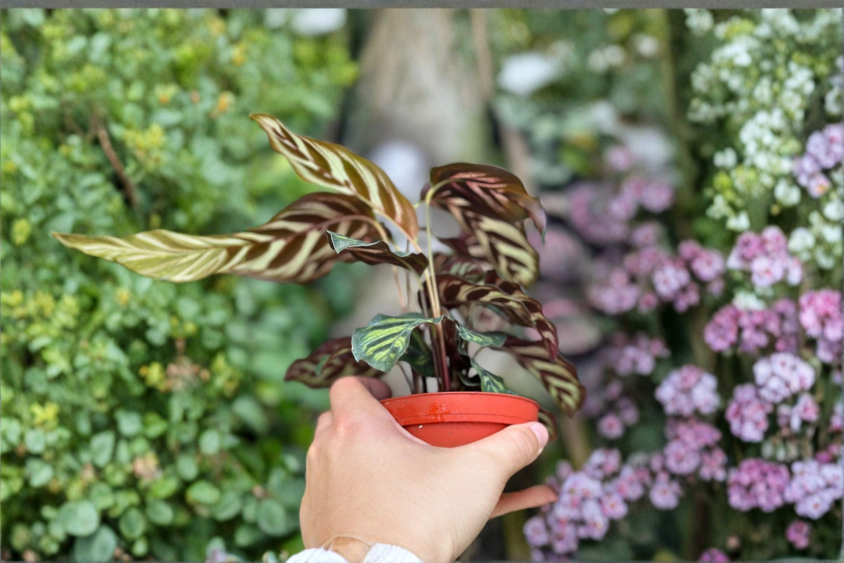 Calathea Makoyana Live Plant, Peacock Prayer Plant, Tropical Indoor Houseplant, Rooted Starter, Decorative Foliage