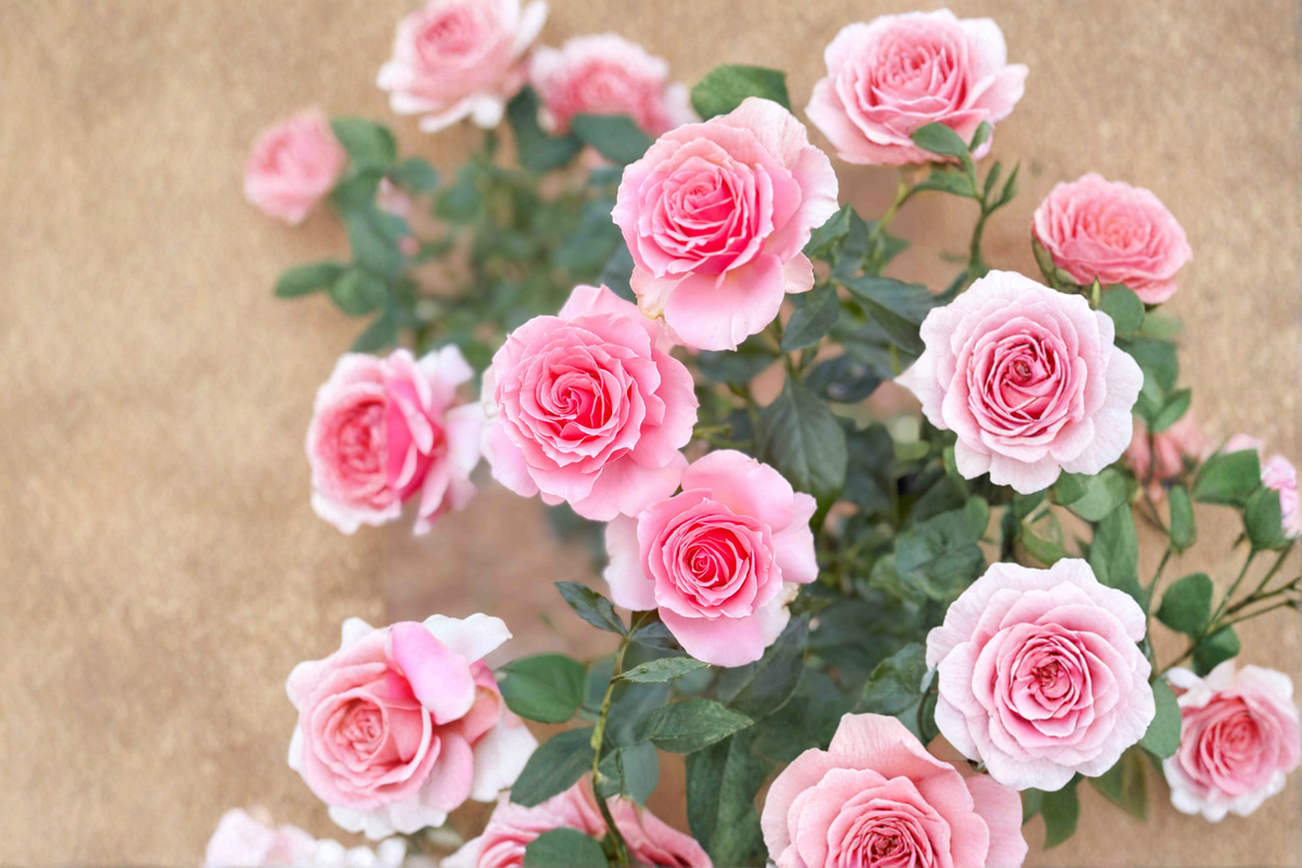Hybrid Tea Rose Plant 1 Gal Coral Pink Blooms Rosa spp. Garden Landscape Outdoor Flowering Shrub
