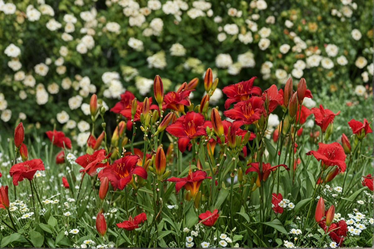 Chicago Apache Daylily 3 Bare Root Plants Red Flower Perennial Easy Care Garden Border Hemerocallis