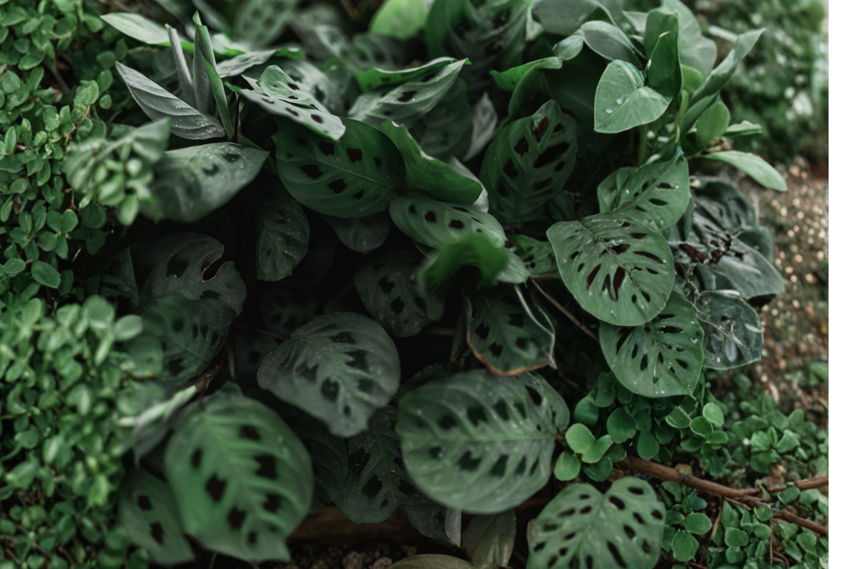 Red Prayer Plant Live Plant – 4-Inch Pot – Maranta leuconeura var. erythroneura