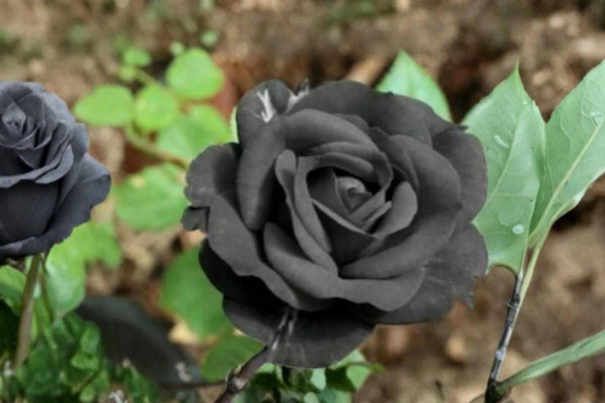 Rare Dark Purple English Rose Seeds – 10 Pack, Ornamental Flower Seeds for Garden, Landscaping, Rosa spp.