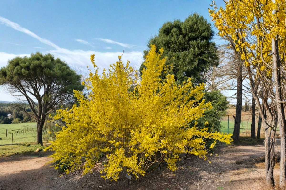 Fiesta Variegated Forsythia Live Plant in 1-Gallon Pot, Bright Yellow Spring Flowers, Variegated Foliage, Forsythia × intermedia