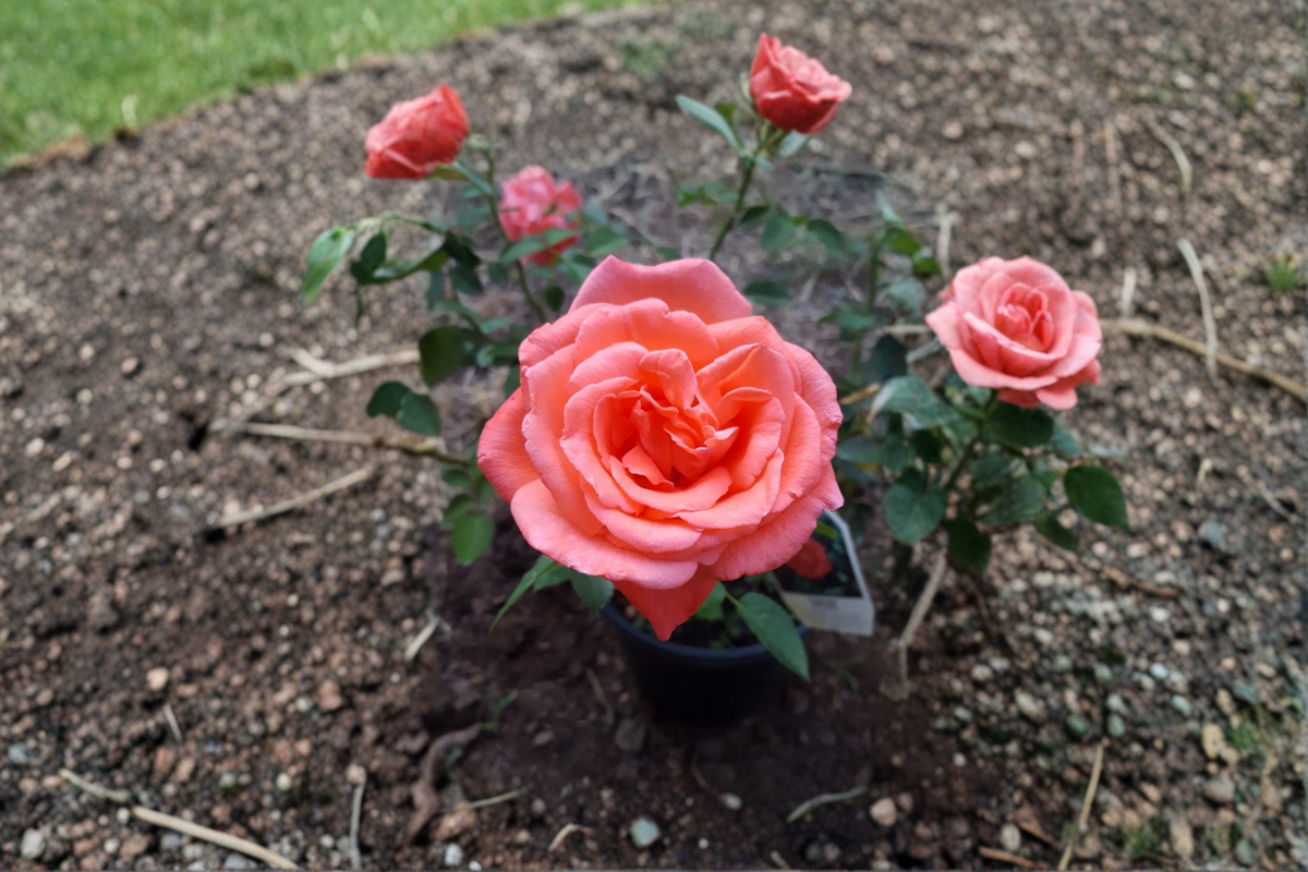 Tropicana Hybrid Tea Rose Plant 3 Gal - Bright Orange Flowering Bush for Garden Landscape, Rose Bush Rosa spp.