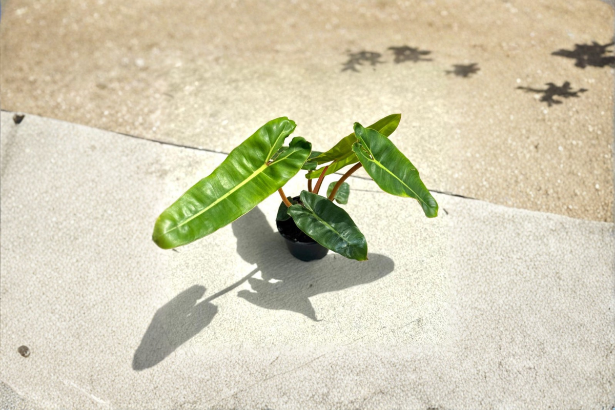Philodendron Billietiae Live Plant Orange Stem Philodendron in 4 Inch Pot Rare Indoor Houseplant Gift Decor