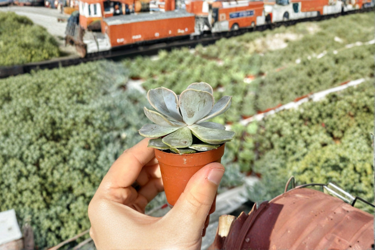 Echeveria Lilacina Live Succulent Plant - Ghost Echeveria Rosette, Indoor Starter Cutting, Silvery Lavender Foliage