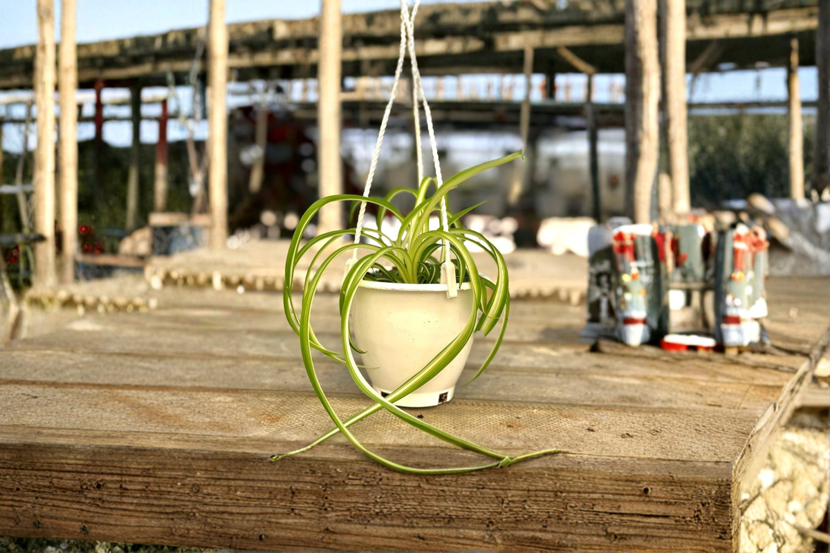 Trailing Houseplant, 4.5-Inch Bonnie Spider Plant, Curly Chlorophytum comosum, Indoor Décor