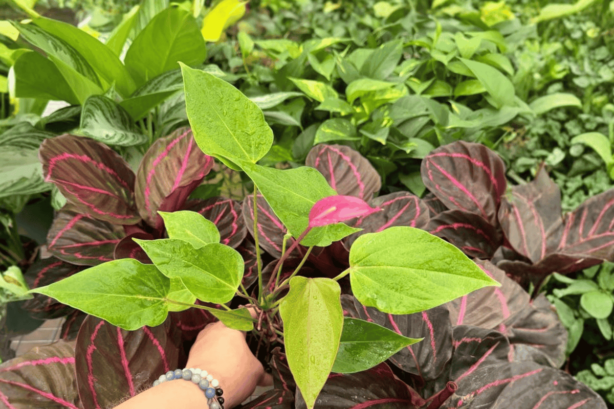 Anthurium Million Flowers Red 2 Exact Starter Live Plants