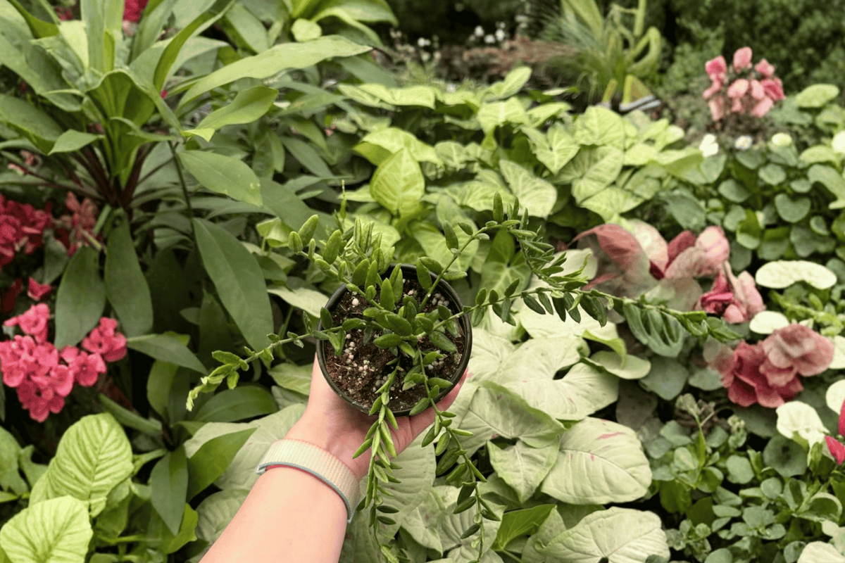2 Hoya engleriana Live Plants in 4-Inch Pots – Hoya engleriana Tropical Houseplants