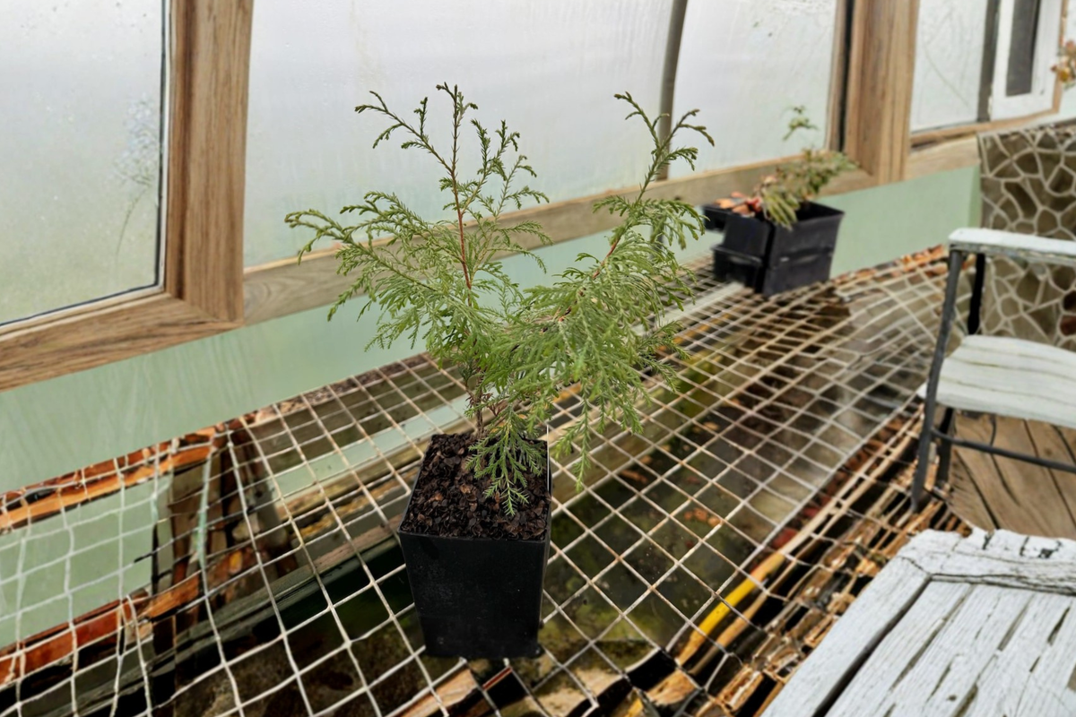 Arborvitae ‘Ellwangeriana’ Live Plant Quart Pot – Thuja occidentalis Compact Evergreen Shrub for Garden & Hedges