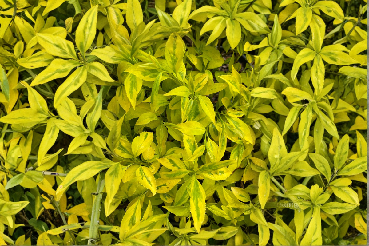 Evergold Variegated Forsythia Live Plant 1 Gallon Pot – Forsythia intermedia Yellow Spring Flowers Green Gold Foliage Shrub