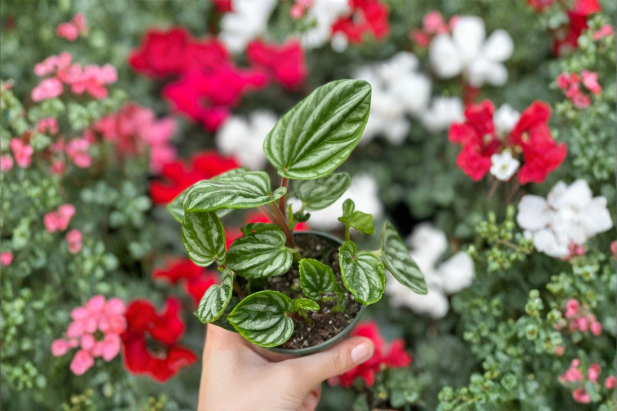 Peperomia Ecuador Live Plant, Watermelon Peperomia Starter, Indoor Houseplant, Tropical Foliage, Rare Rooted Plant, Gift