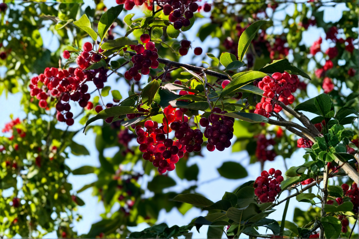 Nanking Bush Cherry Live Plant 24+ Inches – Prunus tomentosa 'Nanking'