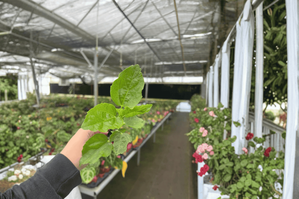Jennie Lynn Hibiscus 2 Live Starter Plants – Hibiscus rosa-sinensis
