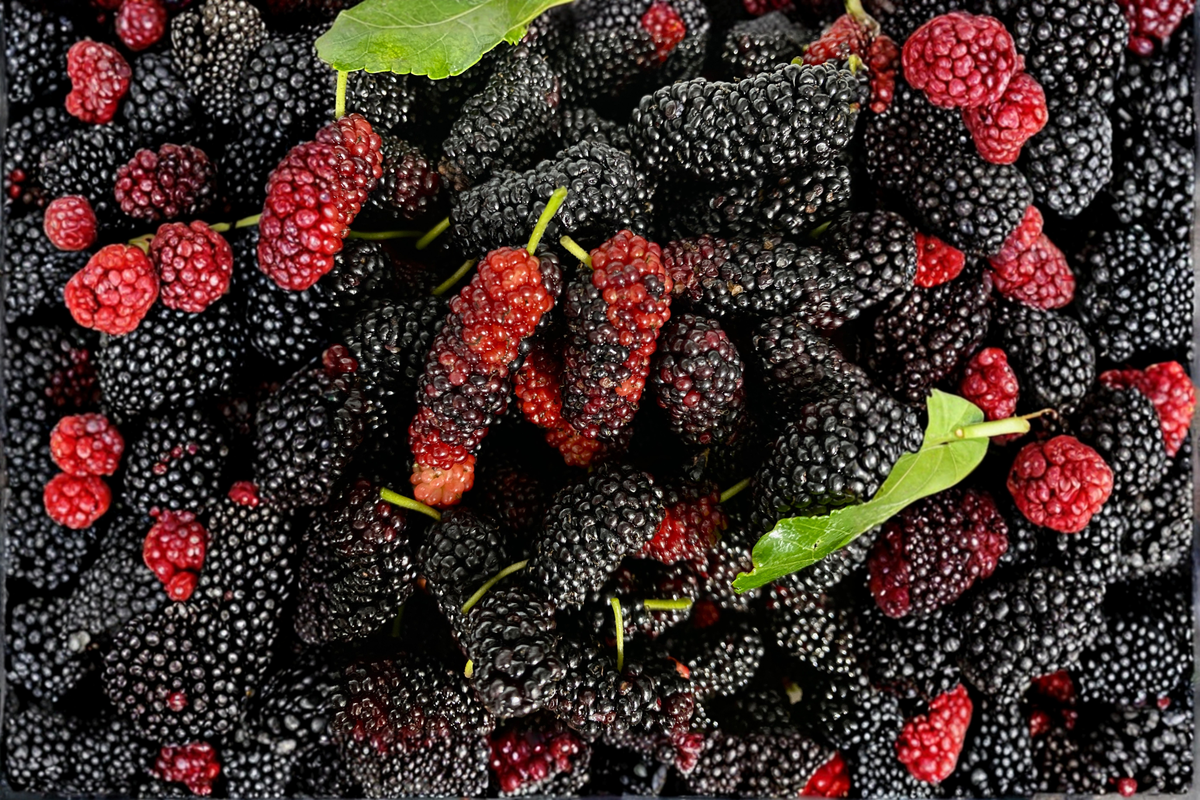 Dwarf Everbearing Mulberry Live Plants – 2 Starter Plants – Morus spp.