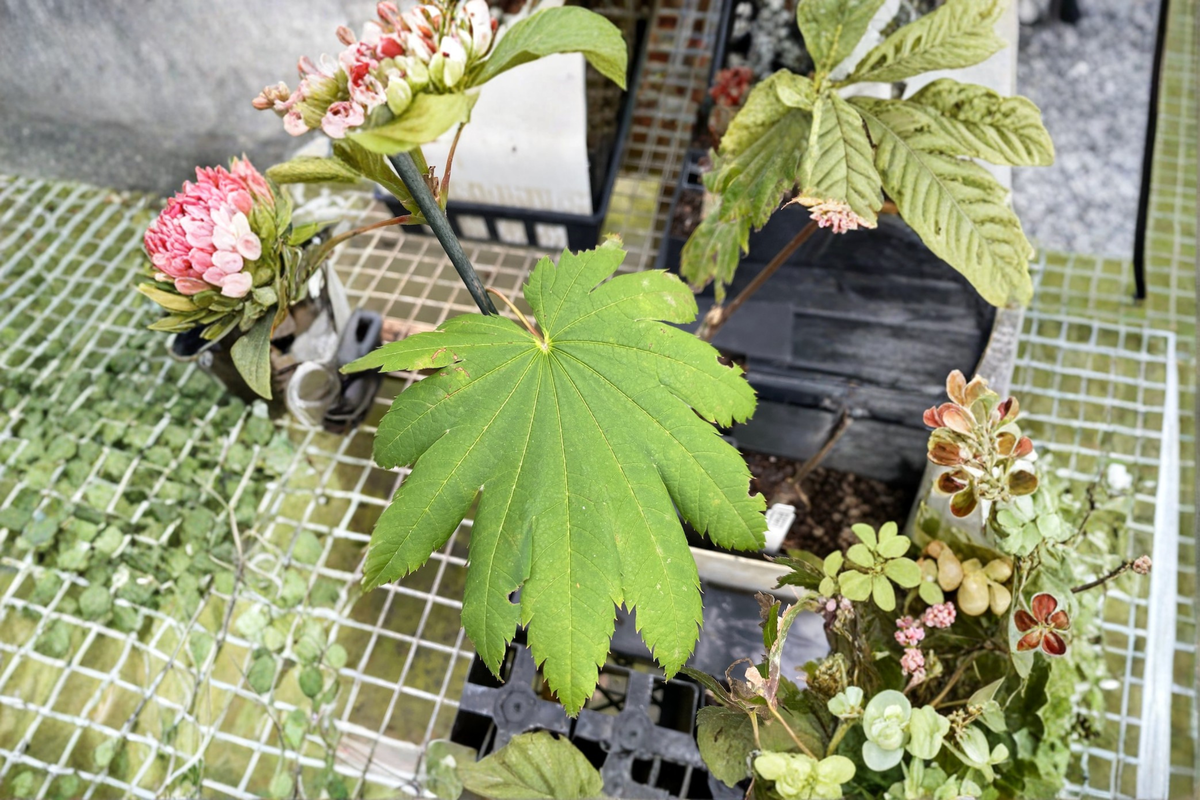 Acer japonicum Attaryi Japanese Maple Live Plant, 1 Gallon Pot, Red Leaf Ornamental Tree for Garden & Landscape