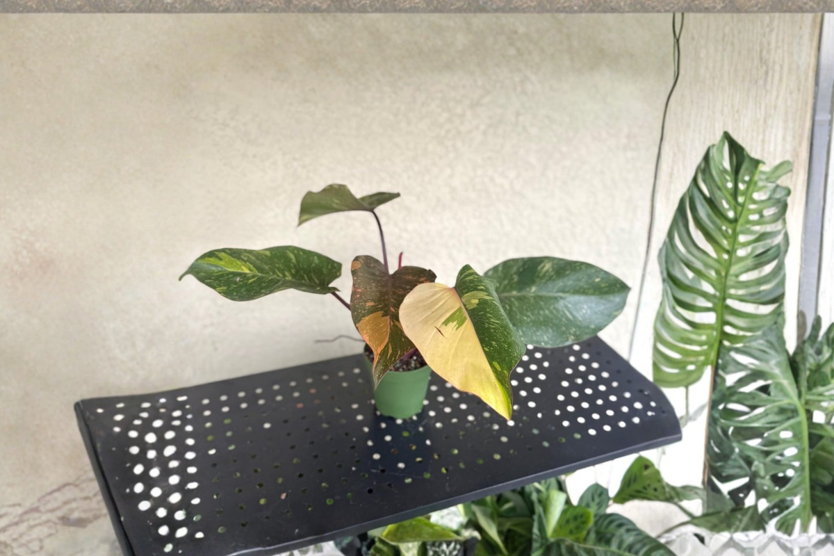 Philodendron Orange Princess Live Plant Variegated Marble Galaxy Philodendron in 4 Inch Pot Rare Houseplant Gift