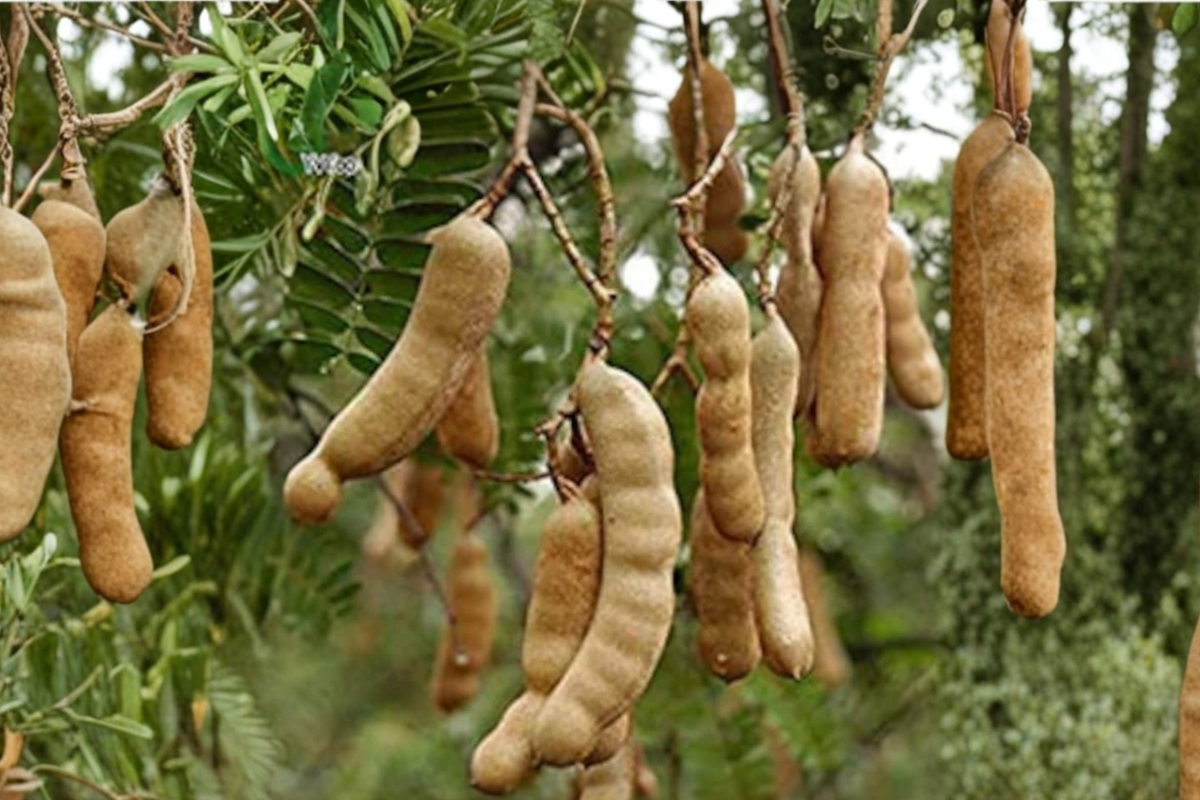 Tamarind Seeds 8 Pack – Tropical Fruit Tree Seeds for Indoor Outdoor Growing – Tamarindus indica