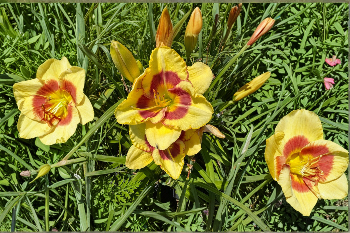 Daylily Bare Root Plants – Dark Red Flowers, Summer Bloom, Hemerocallis ‘Monterrey Jack’ Perennial