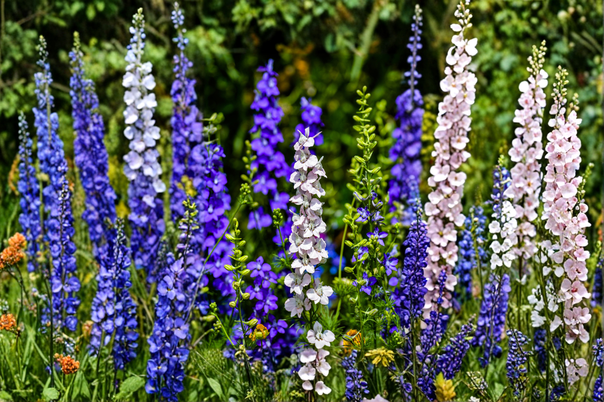 Delphinium Magic Fountains Mix 4 Live Starter Plants – Perennial Flower Plugs