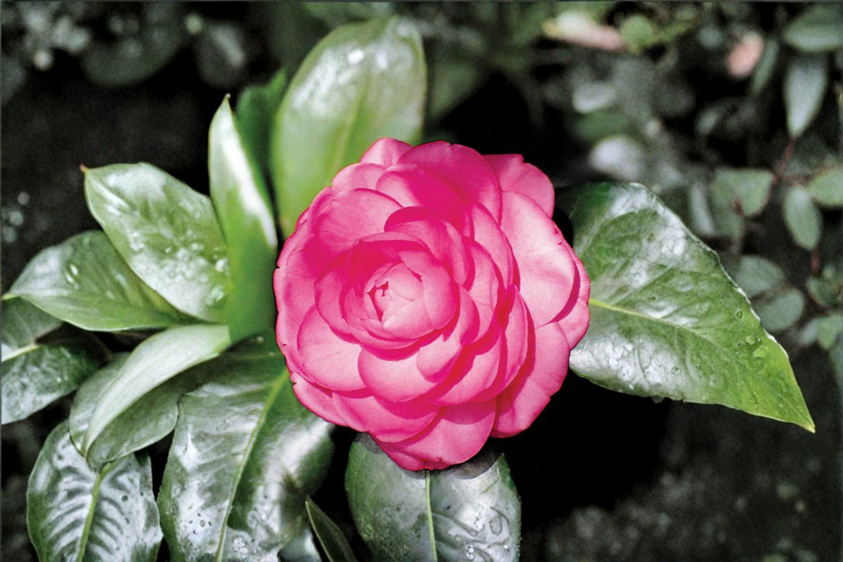 Japanese Camellia Pink Princess Live Plant – 1 Gallon Camellia japonica Pink Flowering Evergreen Shrub