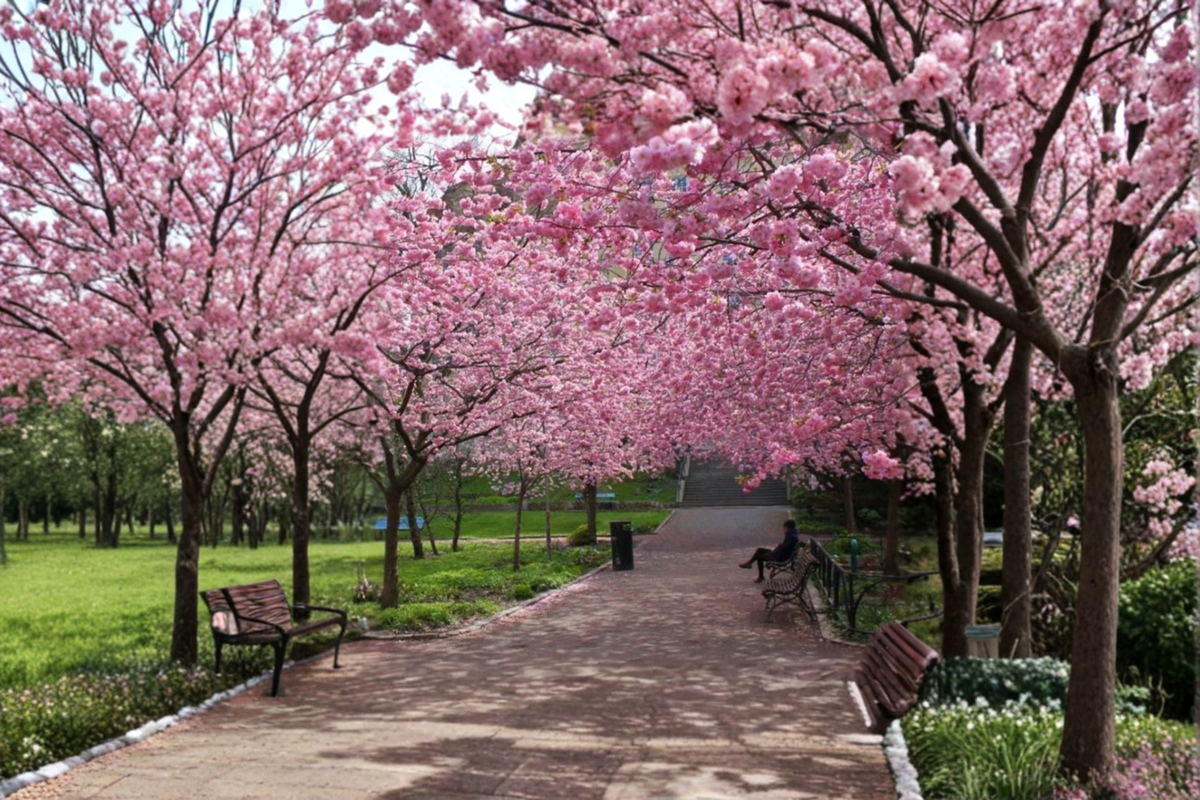 Rare Japanese Sakura Cherry Tree Seeds – 3 Pack, Pink Blossoms, Ornamental Tree, Prunus serrulata, Garden & Bonsai