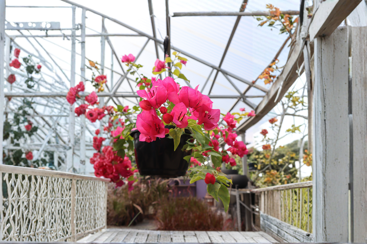 Rijnstar Pink Bougainvillea Live Starter Plant in Container