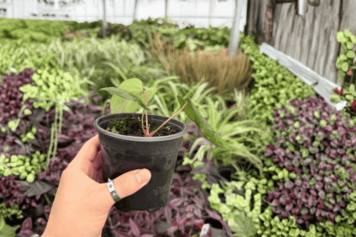 Anthurium Goliath x Dark Mama 2 Exact Live Plants – 4-Inch Pots