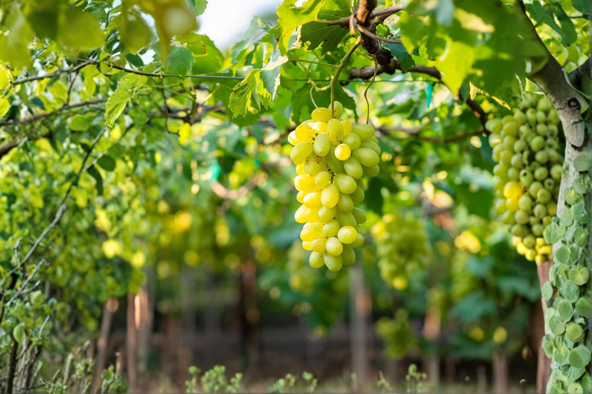 Live 2-Gallon Lakemont Seedless White Grape Vine – Vitis labrusca Climbing Fruit Plant for Home Vineyard & Garden