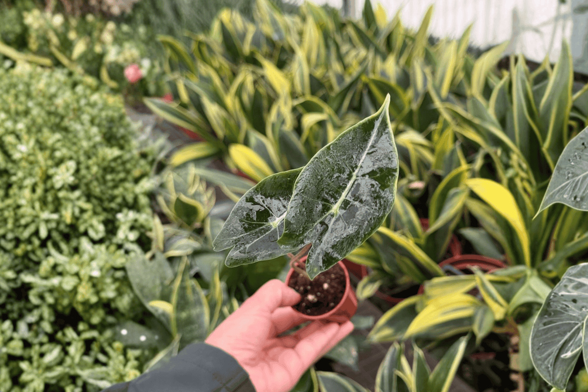 Alocasia Dragon’s Tooth 2 Live Starter Plants – 2-Inch Pot – Alocasia longiloba