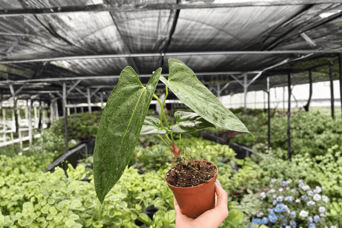 Anthurium Hoffmannii x Red Gunsal 2 Exact Live Plants – 4-Inch Pots