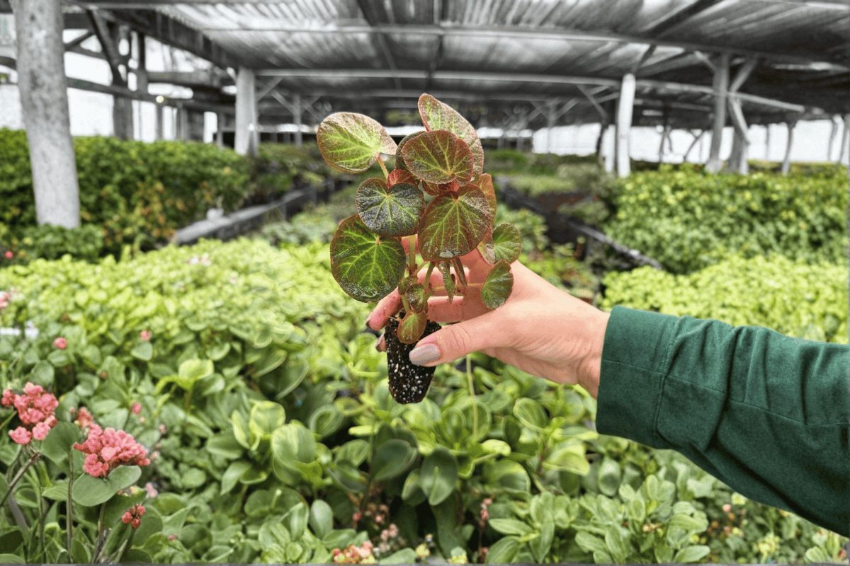 Begonia Manaus – 2 Exact Live Starter Plants, 2-Inch Size – Begonia ‘Manaus’