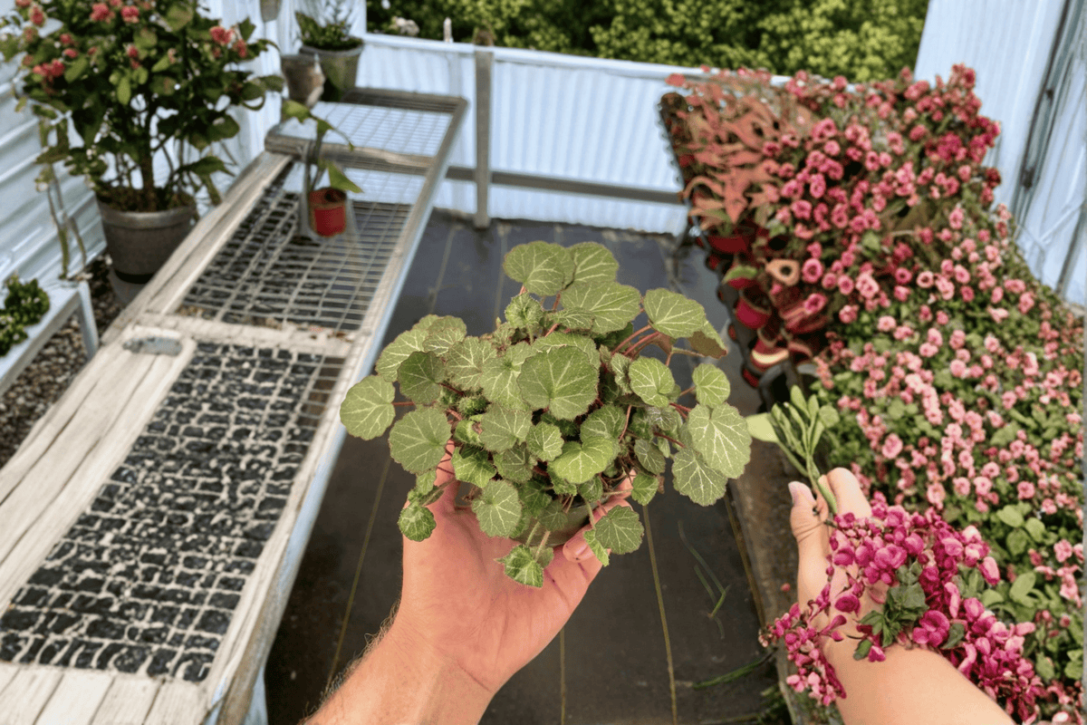 Strawberry Begonia Live Plant – 2 Plants Bare Root – Saxifraga stolonifera – Originally Grown in 4" Pot